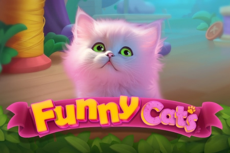 Funny Cats